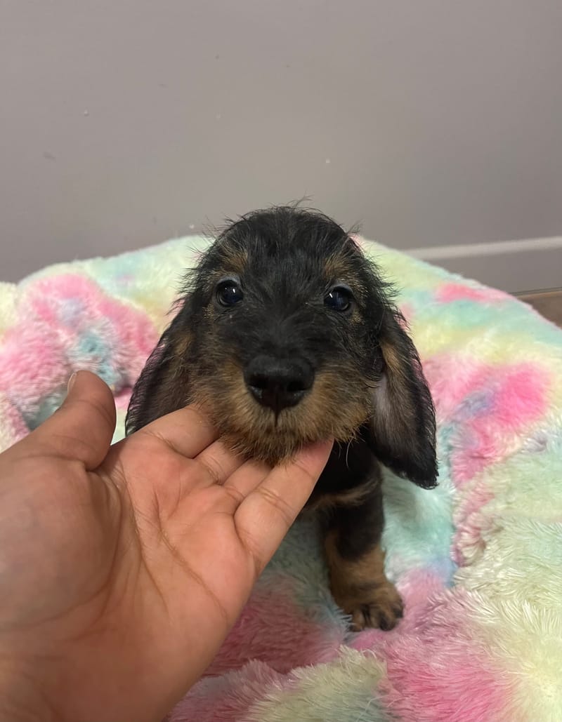 Anis mâle né le :17/07/2025 (Parents LOF)