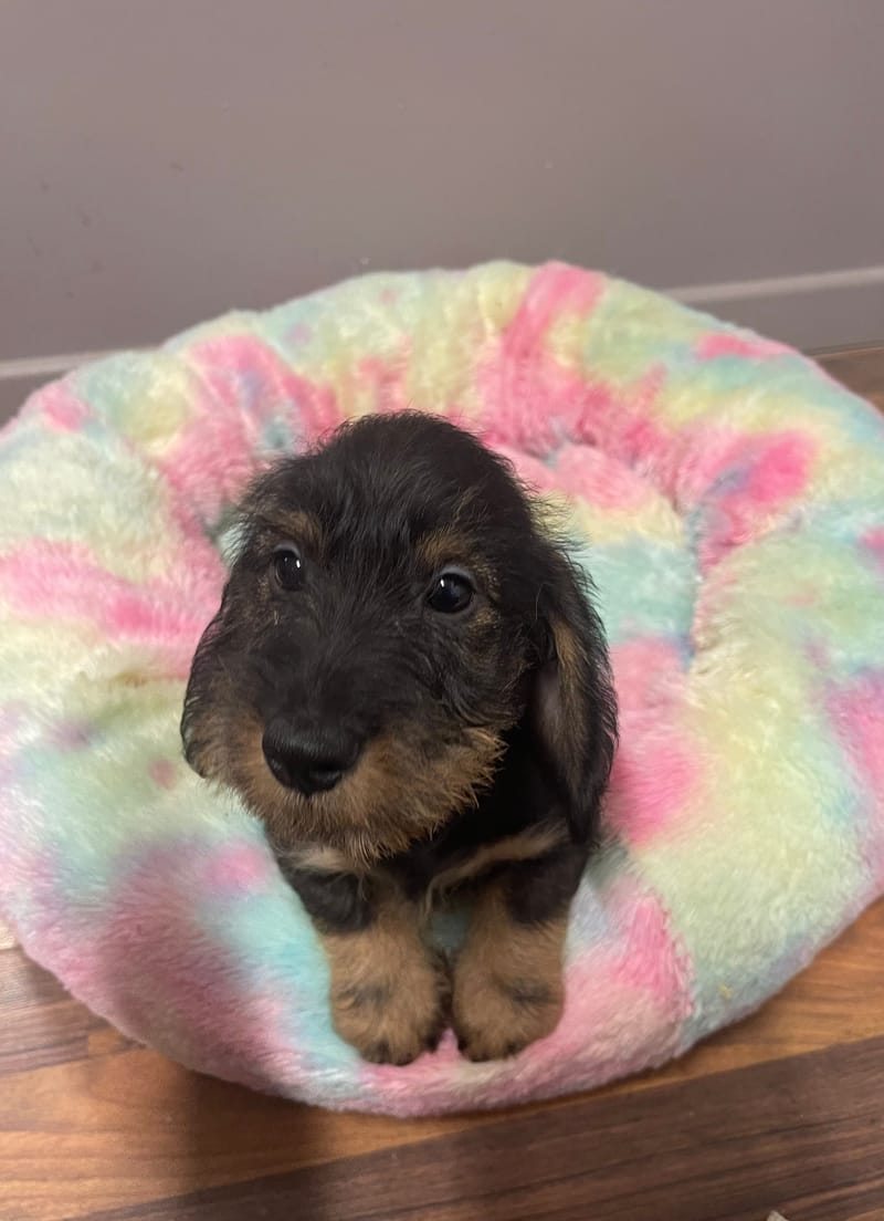 Anis mâle né le :17/07/2025 (Parents LOF)