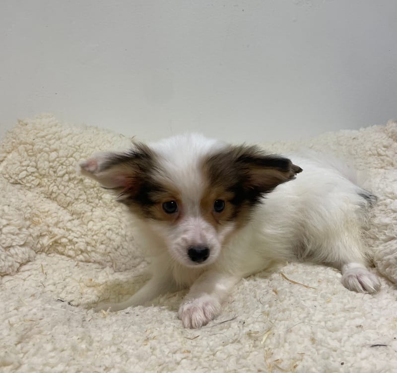 Ades, Epagneul Papillon mâle  né le 07/08/25 LOF