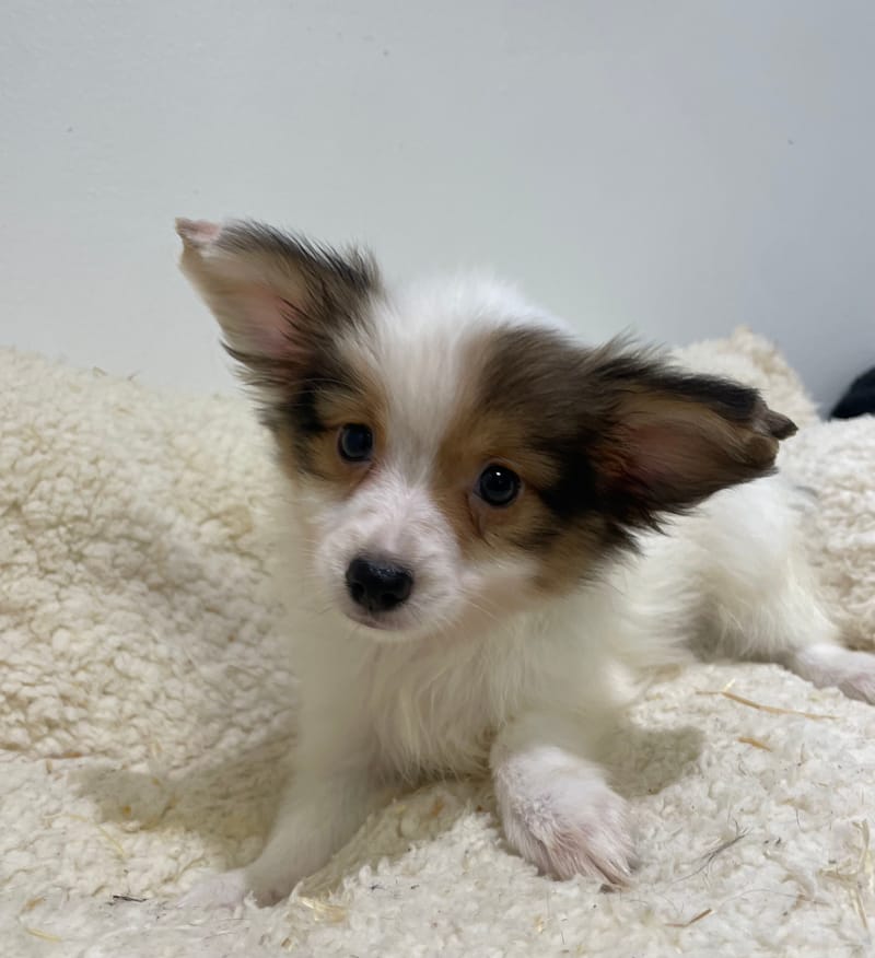 Ades, Epagneul Papillon mâle  né le 07/08/25 LOF