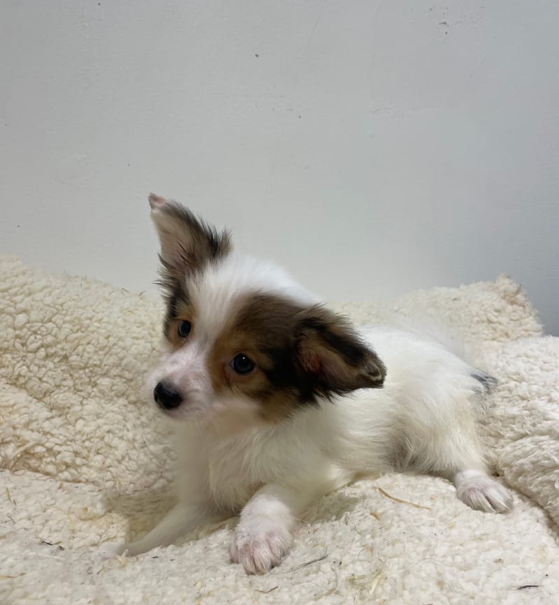 Ades, Epagneul Papillon mâle  né le 07/08/25 LOF