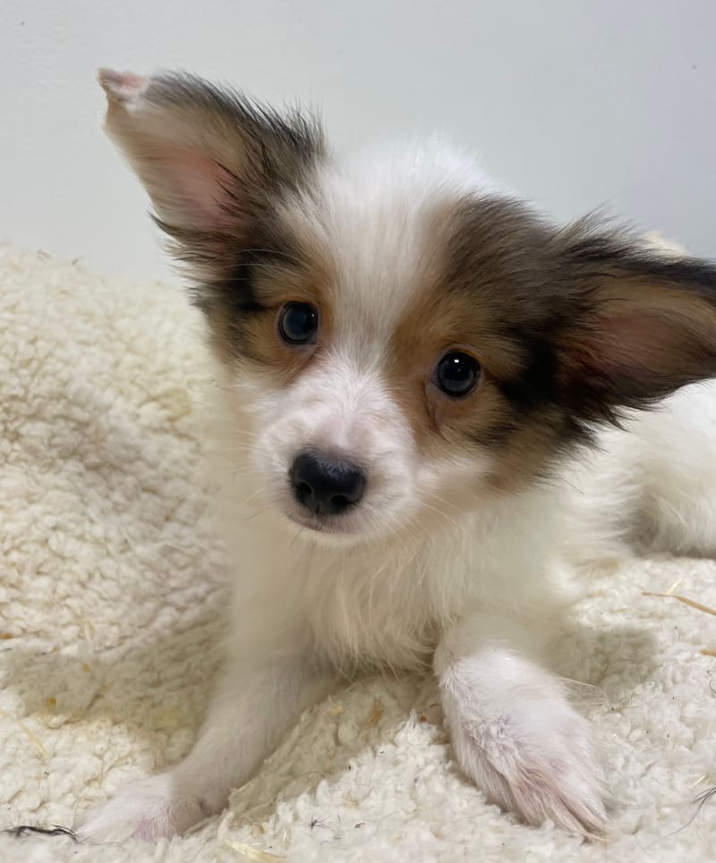 Ades, Epagneul Papillon mâle  né le 07/08/25 LOF