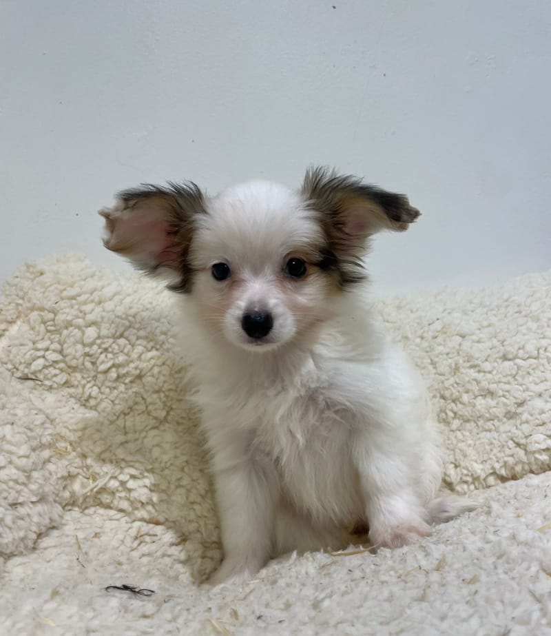 Alésia, Epagneul Papillon femelle née le 07/08/25 LOF