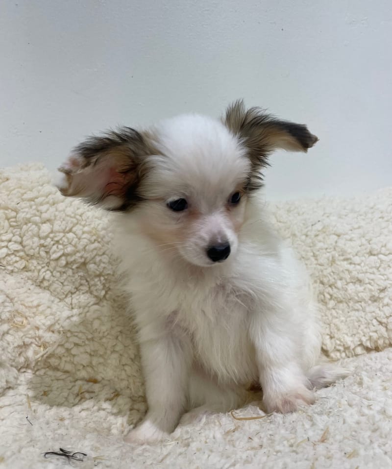 Alésia, Epagneul Papillon femelle née le 07/08/25 LOF