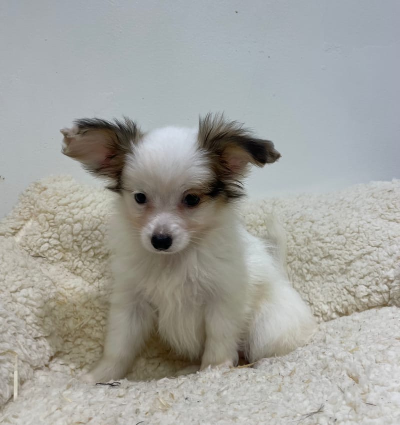 Alésia, Epagneul Papillon femelle née le 07/08/25 LOF