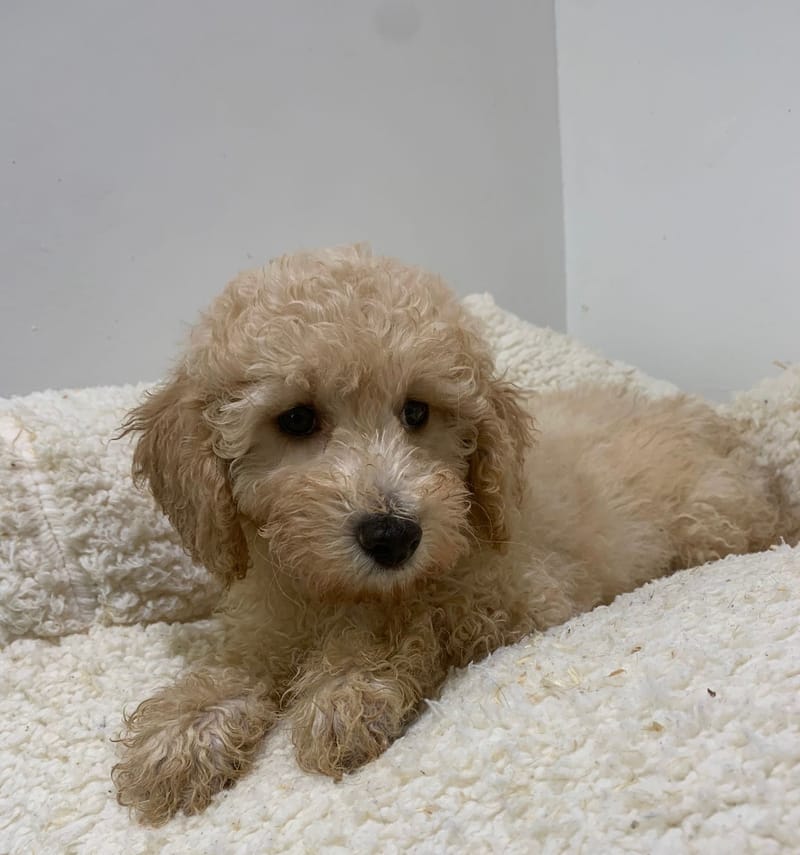 Andy, Caniche mâle né le 06/08/25 non LOF (parents LOF)