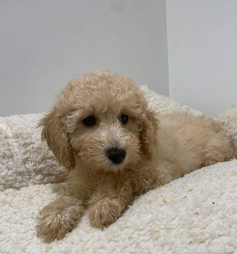 Andy, Caniche mâle né le 06/08/25 non LOF (parents LOF)