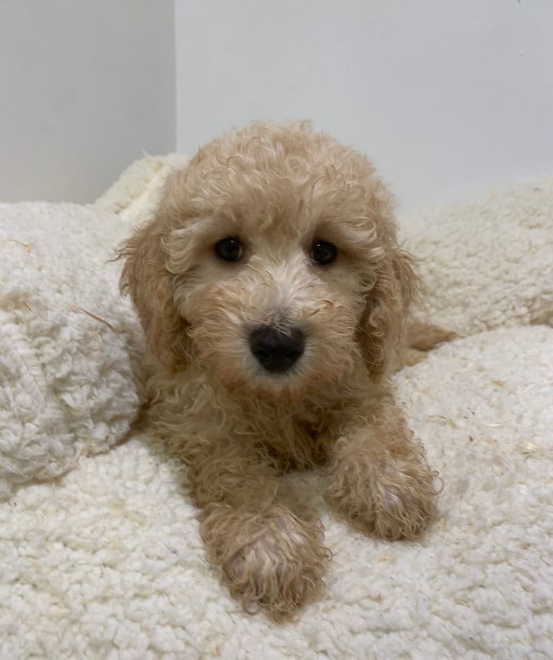 Andy, Caniche mâle né le 06/08/25 non LOF (parents LOF)