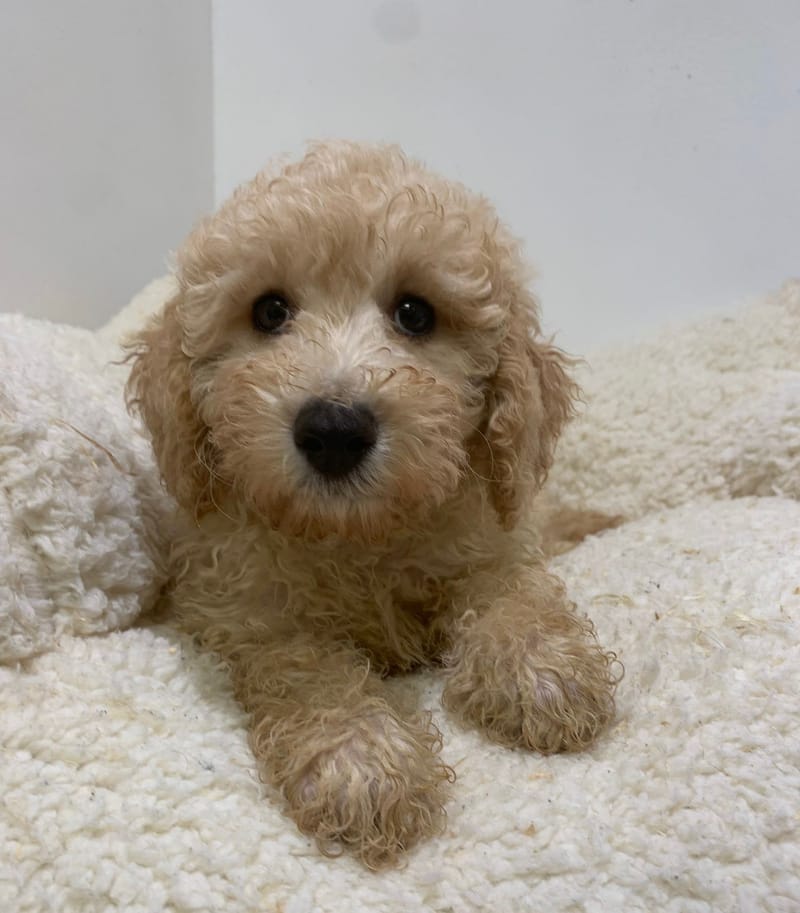 Andy, Caniche mâle né le 06/08/25 non LOF (parents LOF)