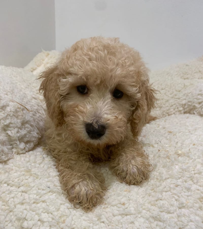 Andy, Caniche mâle né le 06/08/25 non LOF (parents LOF)