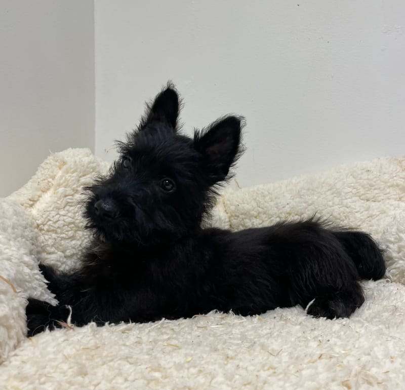 Aztek, Scottish Terrier mâle né le 28/07/25 LOF
