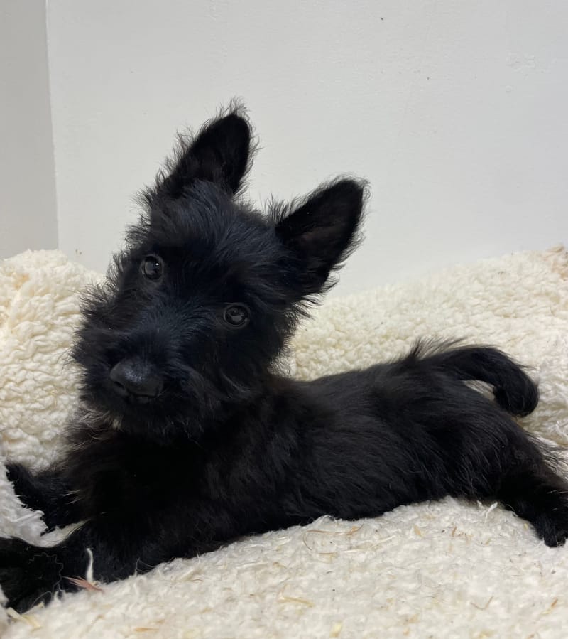 Aztek, Scottish Terrier mâle né le 28/07/25 LOF