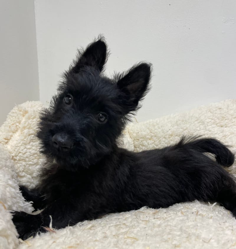Aztek, Scottish Terrier mâle né le 28/07/25 LOF