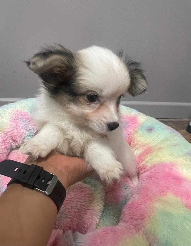 Aléa femelle née le : 07/08/2025 LOF 