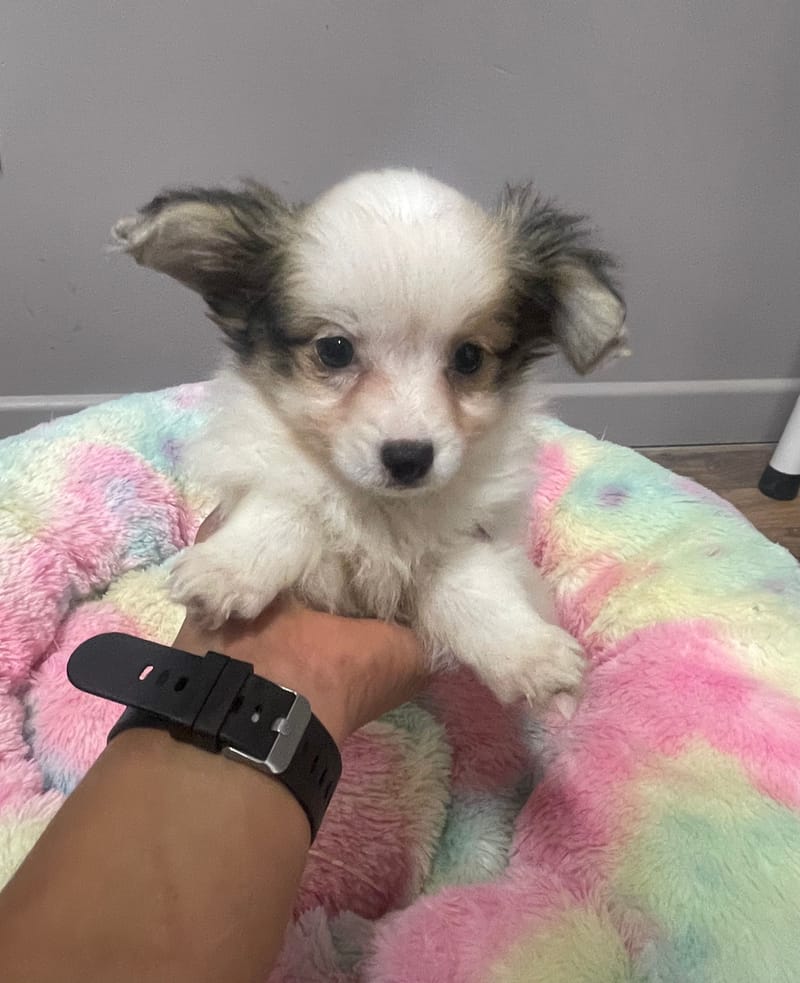 Aléa femelle née le : 07/08/2025 LOF 