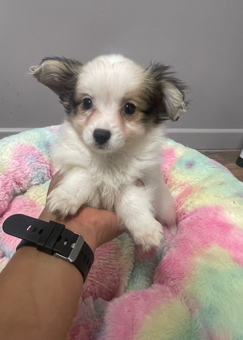 Aléa femelle née le : 07/08/2025 LOF 