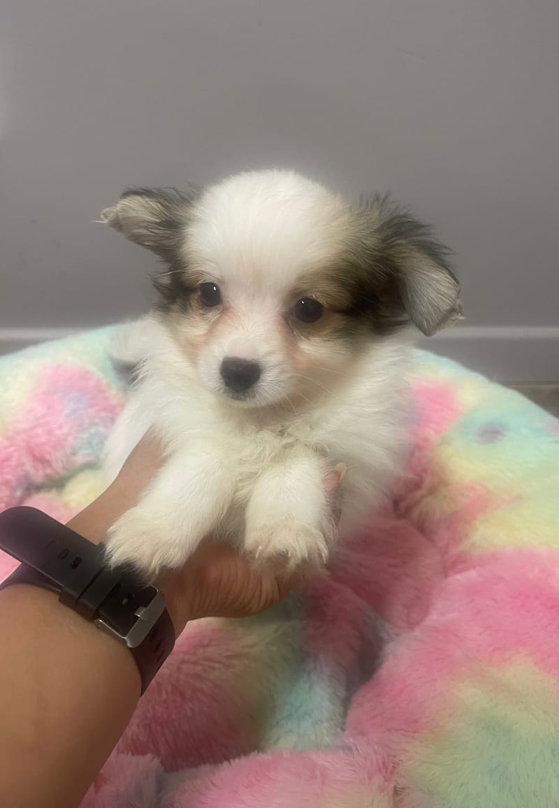 Aléa femelle née le : 07/08/2025 LOF 