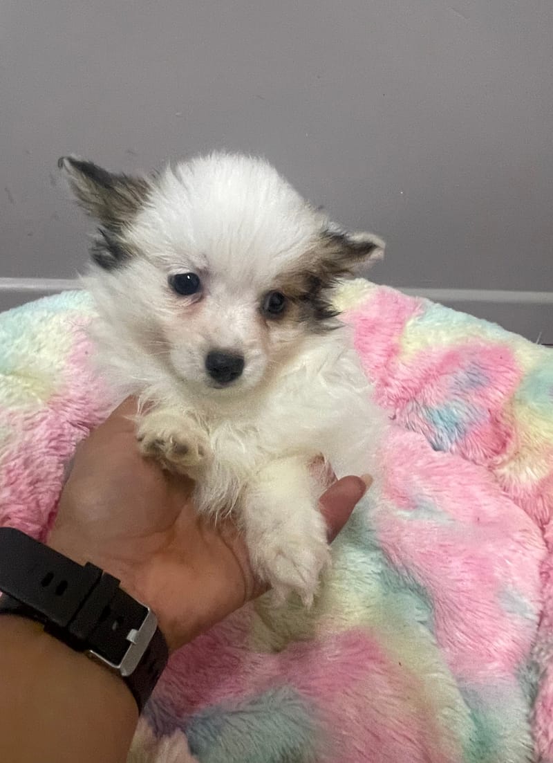 Azot mâle né le : 07/08/2025 LOF