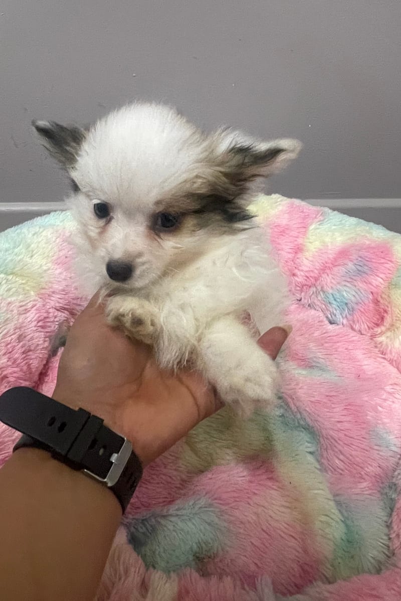 Azot mâle né le : 07/08/2025 LOF