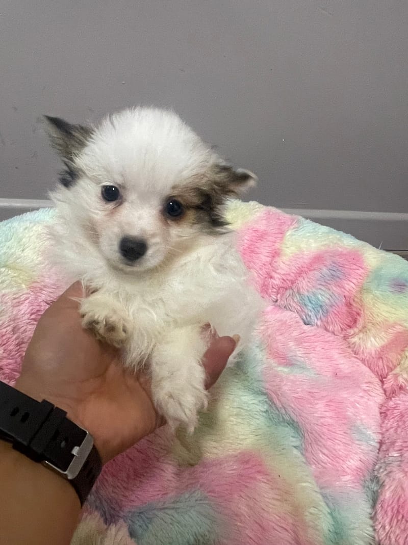 Azot mâle né le : 07/08/2025 LOF