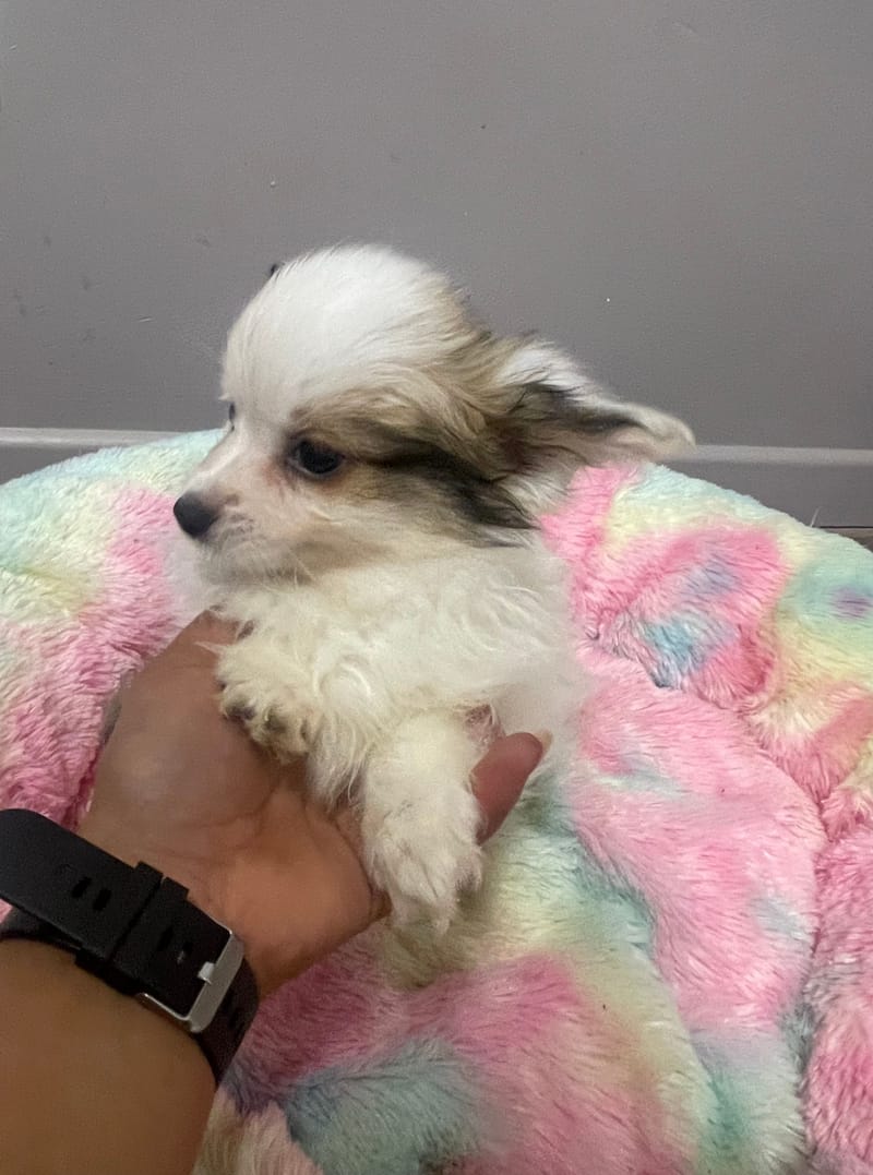 Azot mâle né le : 07/08/2025 LOF