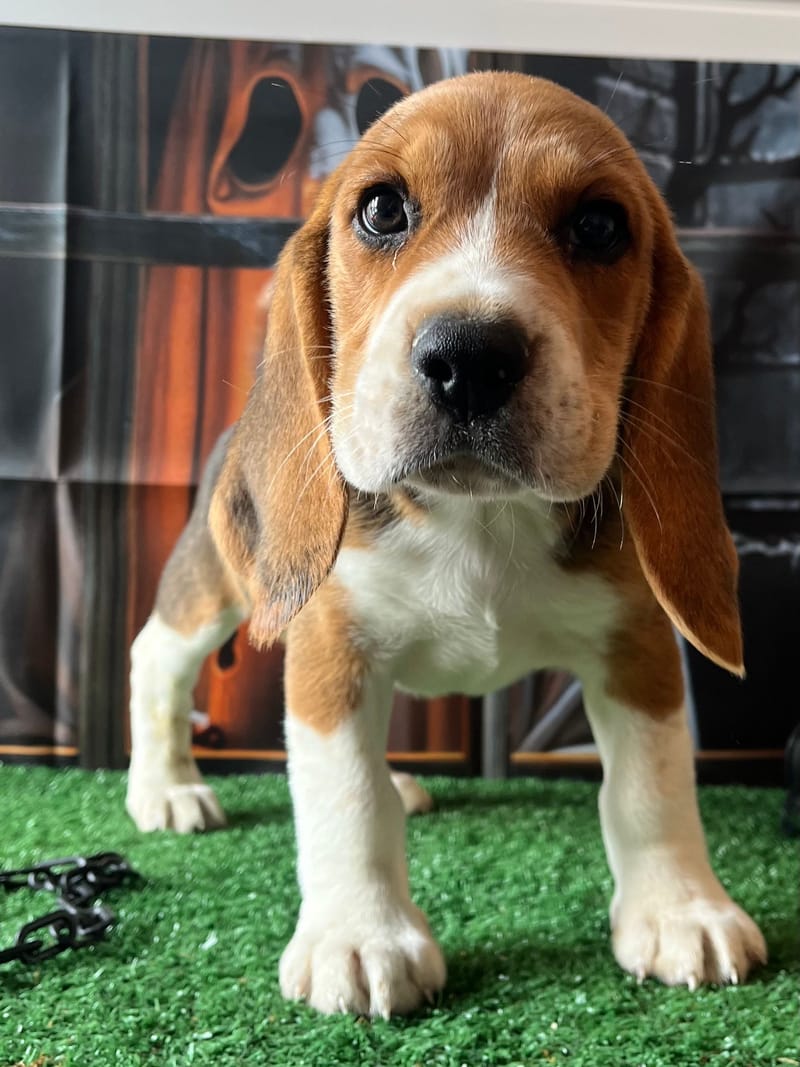Aston,Mâle Beagle né le 21/08/2025 non lof (parents LOF)