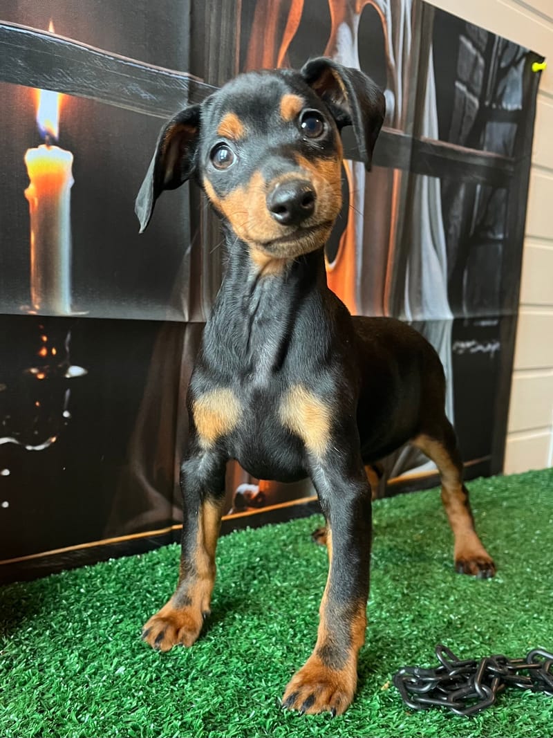 AZTEK,Mâle Pinscher Nain né le 06/08/2025 non lof (parents LOF)