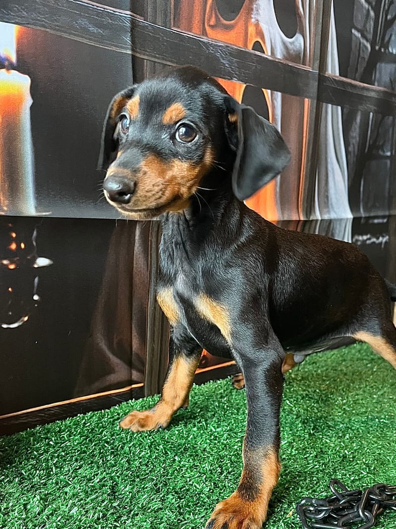 AZTEK,Mâle Pinscher Nain né le 06/08/2025 non lof (parents LOF)
