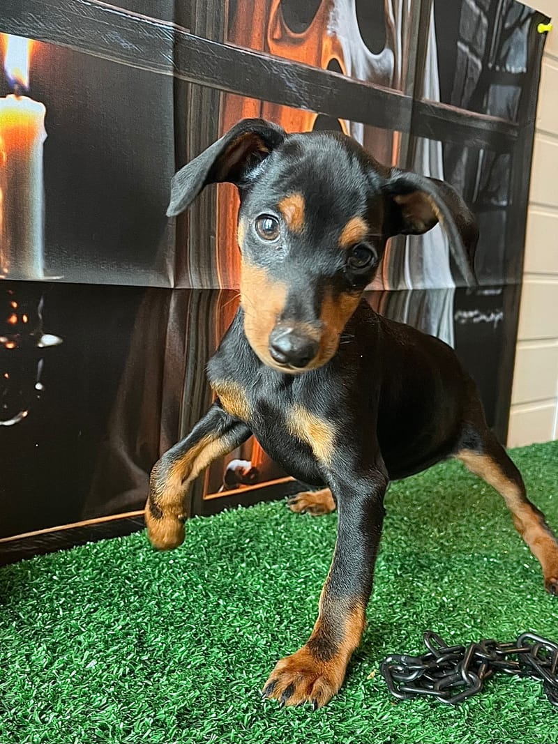 AZTEK,Mâle Pinscher Nain né le 06/08/2025 non lof (parents LOF)