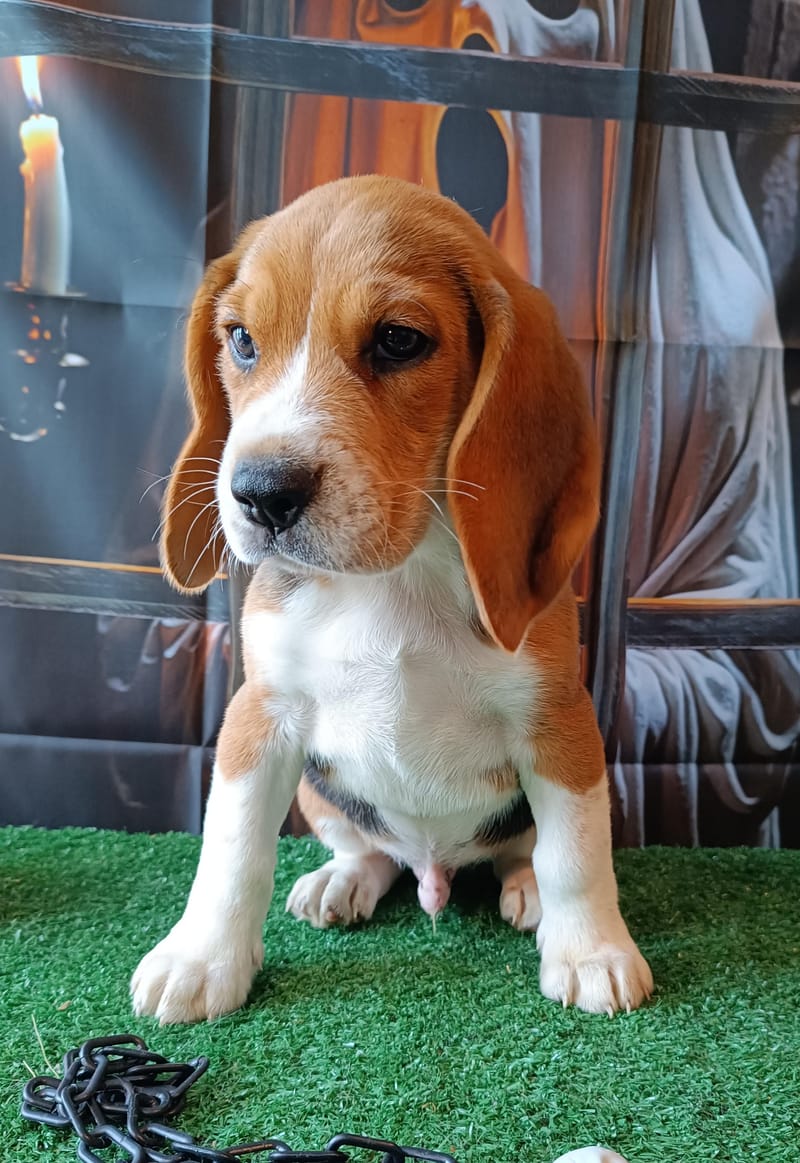 Aston,Mâle Beagle né le 21/08/2025 non lof (parents LOF)