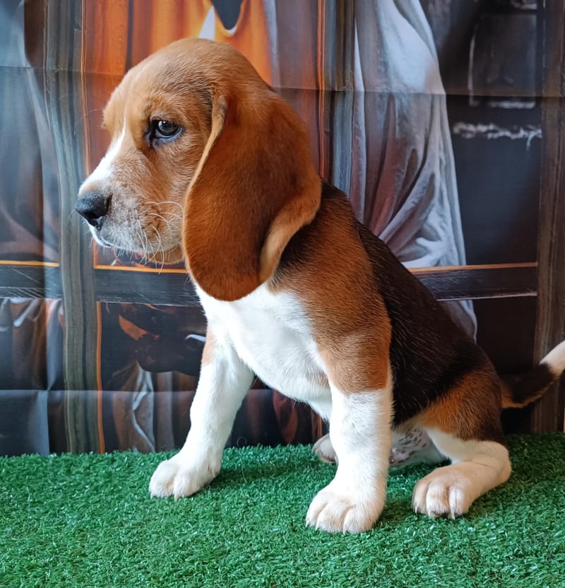 Aston,Mâle Beagle né le 21/08/2025 non lof (parents LOF)