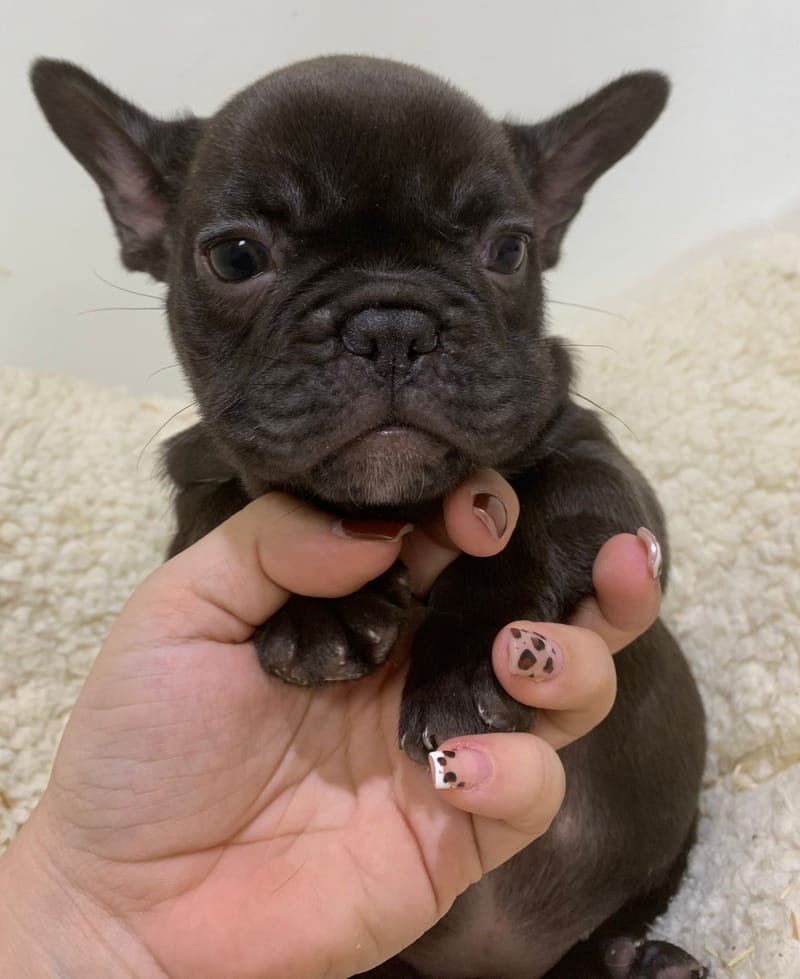 Alesia, Bouledogue Français femelle née le 28/08/25 Non LOF ( Parents LOF)