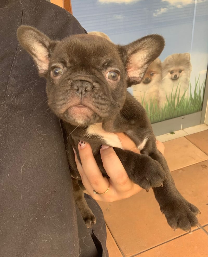 Alesia, Bouledogue Français femelle née le 28/08/25 Non LOF ( Parents LOF)