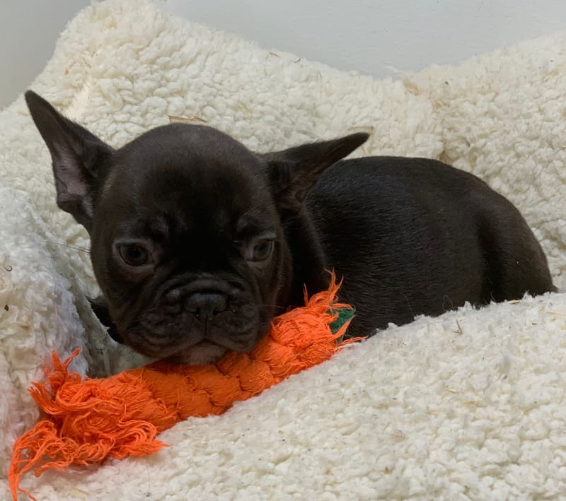 Alesia, Bouledogue Français femelle née le 28/08/25 Non LOF ( Parents LOF)