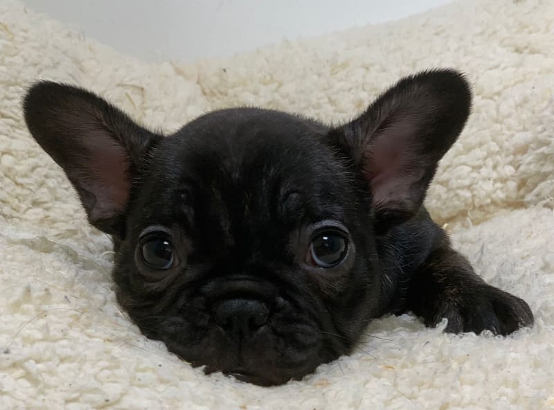 Astrid, Bouledogue Français femelle née le 28/08/25 Non LOF ( Parents LOF)