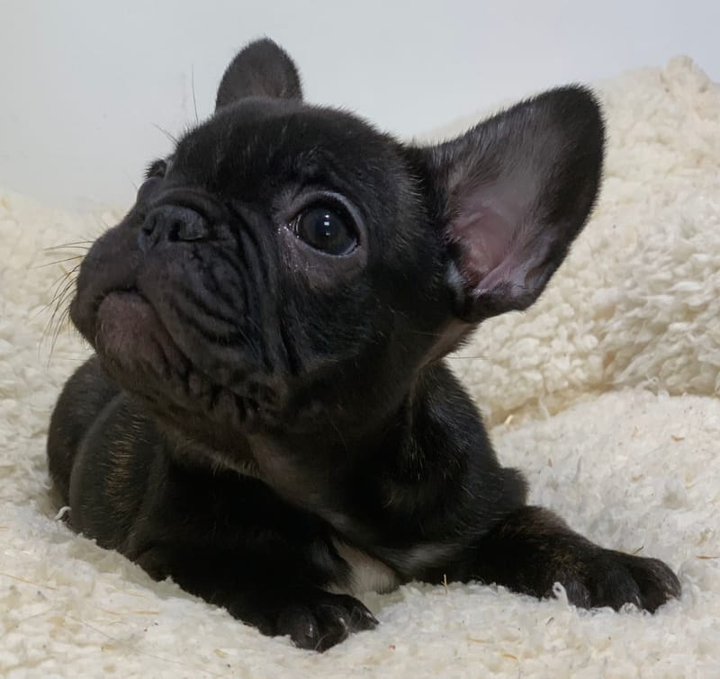 Astrid, Bouledogue Français femelle née le 28/08/25 Non LOF ( Parents LOF)