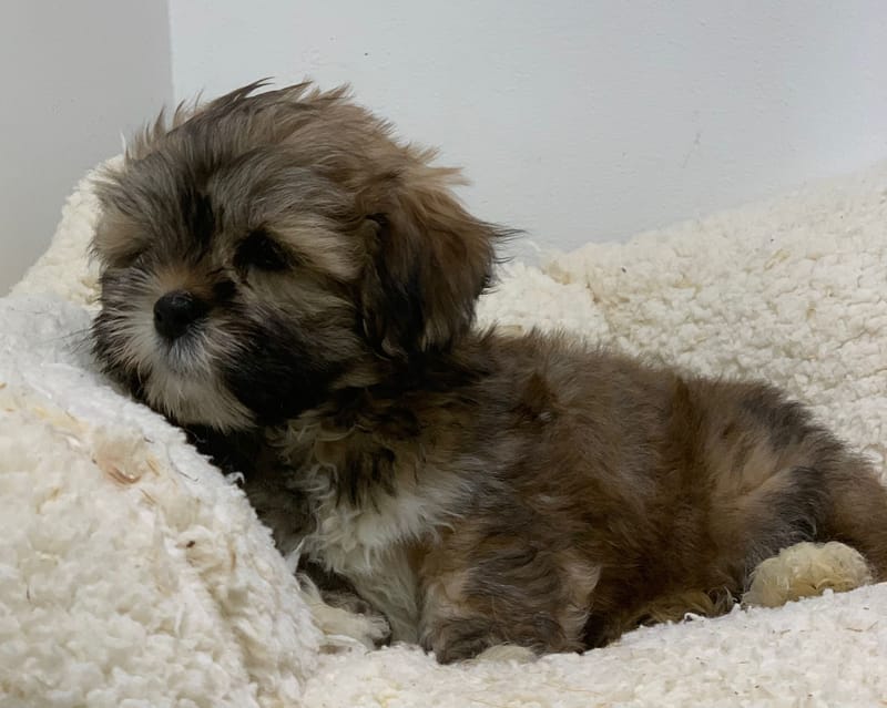 Alto, Lhassa Apso mâle né le 28/08/25 Non LOF ( Parents LOF)