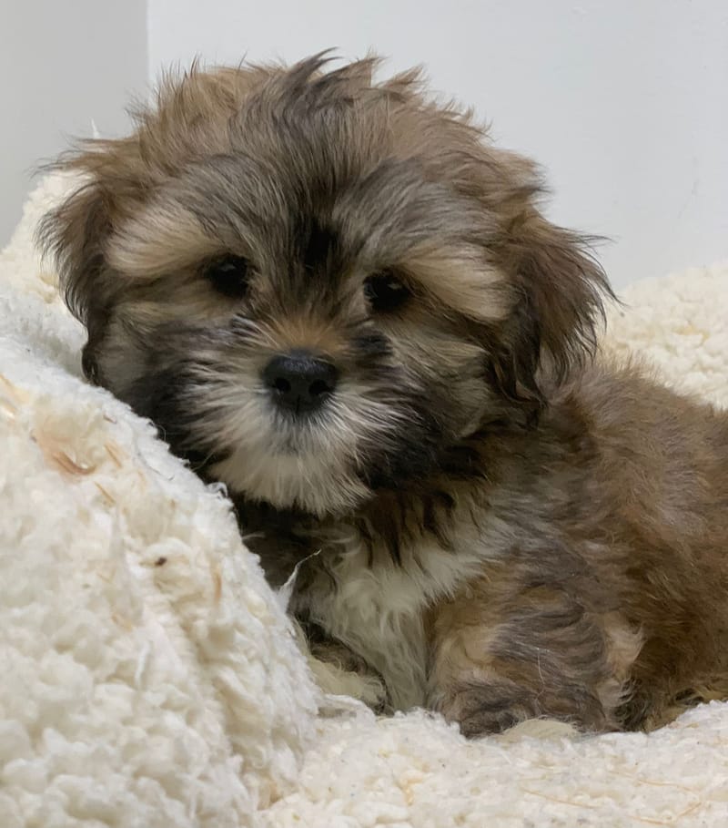 Alto, Lhassa Apso mâle né le 28/08/25 Non LOF ( Parents LOF)