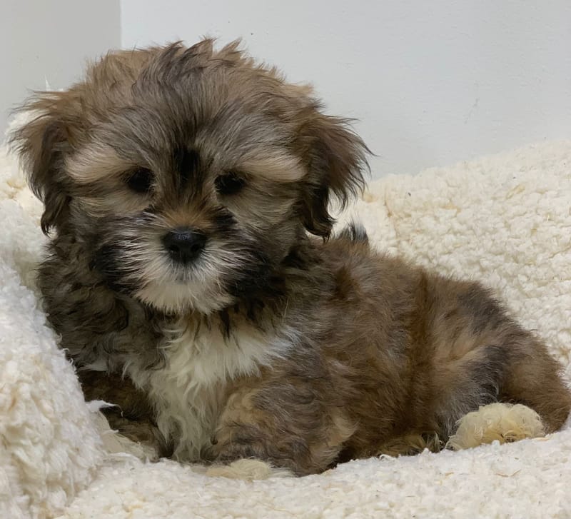 Alto, Lhassa Apso mâle né le 28/08/25 Non LOF ( Parents LOF)