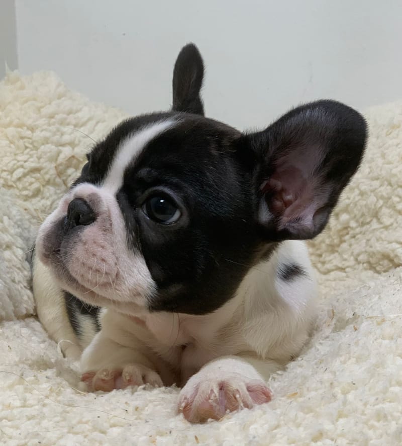 Azot, Bouledogue Français mâle né le 28/08/25 Non LOF( Parents LOF)