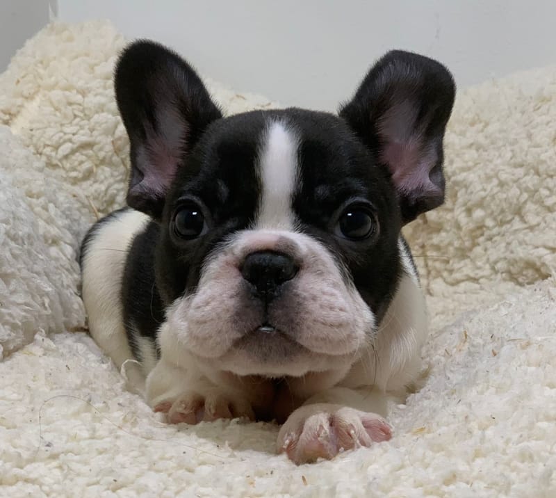 Azot, Bouledogue Français mâle né le 28/08/25 Non LOF( Parents LOF)