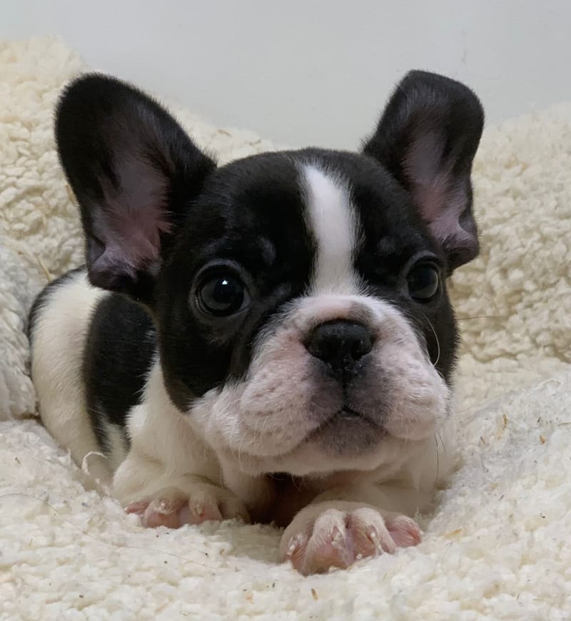 Azot, Bouledogue Français mâle né le 28/08/25 Non LOF( Parents LOF)
