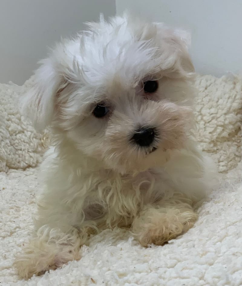Ayana, Bichon Maltais femelle née le 28/08/25 Non LOF (Parents LOF)