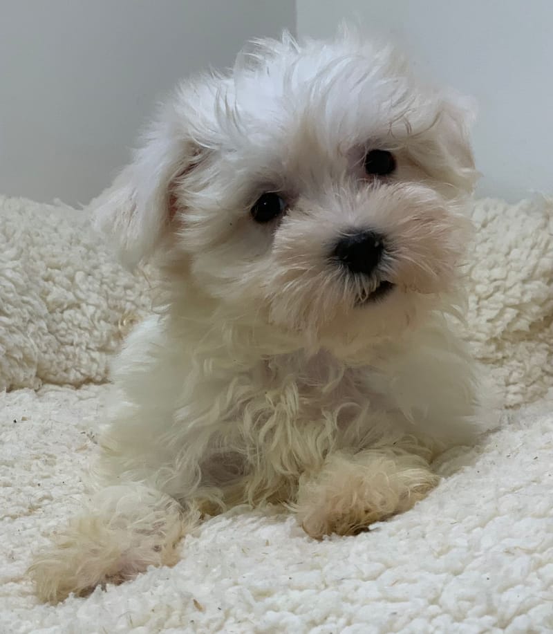 Ayana, Bichon Maltais femelle née le 28/08/25 Non LOF (Parents LOF)