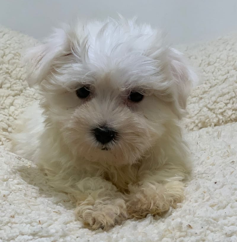 Ayana, Bichon Maltais femelle née le 28/08/25 Non LOF (Parents LOF)