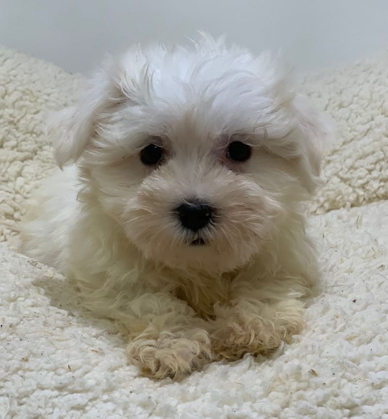 Ayana, Bichon Maltais femelle née le 28/08/25 Non LOF (Parents LOF)