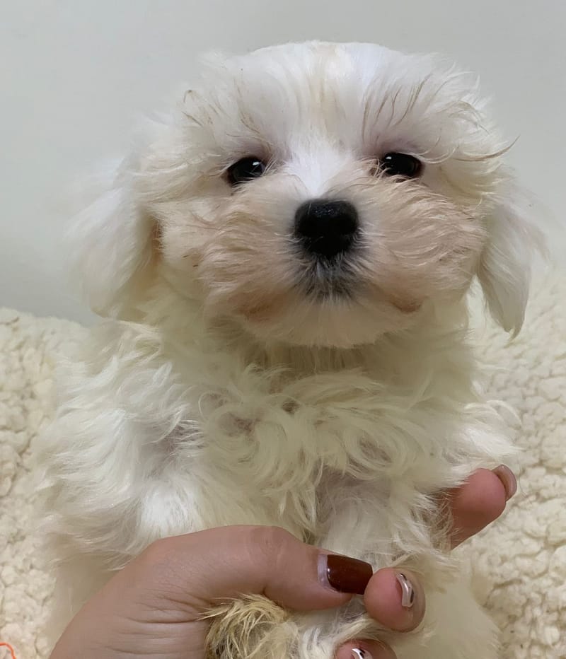 Azot, Bichon Maltais mâle né le 28/08/25 Non LOF (Parents LOF)