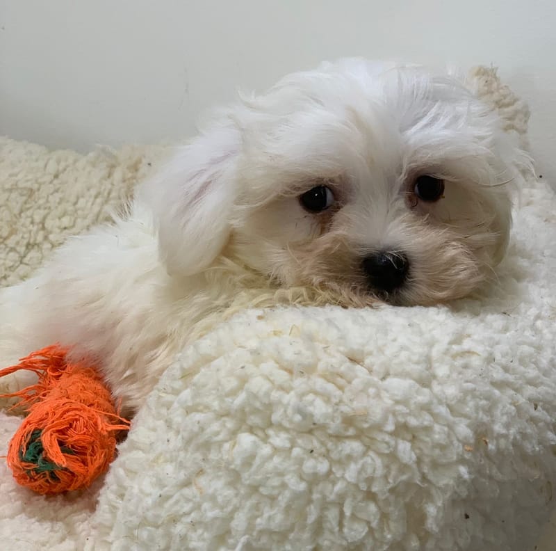 Azot, Bichon Maltais mâle né le 28/08/25 Non LOF (Parents LOF)