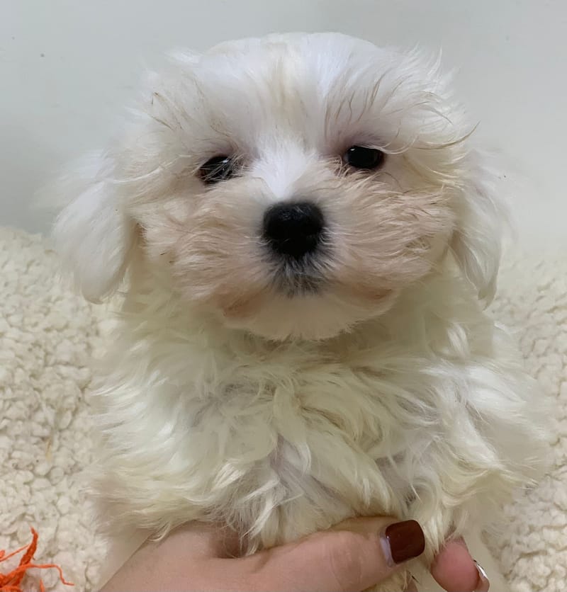 Azot, Bichon Maltais mâle né le 28/08/25 Non LOF (Parents LOF)
