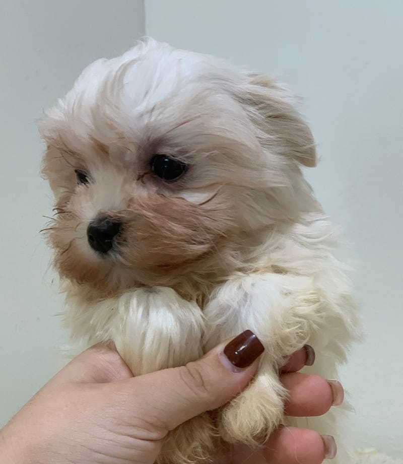 Anita, Bichon maltais femelle née le 28/08/25 Non LOF ( Parents LOF)